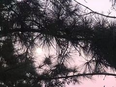 -莫内艺术岛海景咖啡