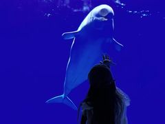 -芜湖新华联大白鲸海洋公园