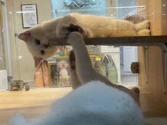 -猫力发电所·宠物专门店