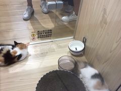 -屋虎猫馆(宝安大仟里店)