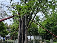 -上海佘山国家森林公园天马山园