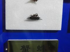-上海昆虫博物馆