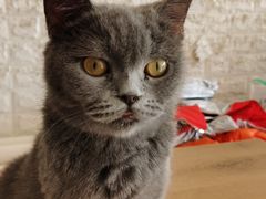 -平行世界·猫咖(首经贸店)