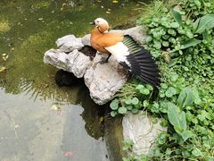 -上海野生动物园