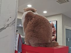 -伟伟宠物医院·CT影像中心·瑞派犬猫综合性门诊(汉口总院)