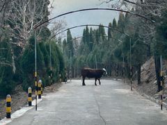 -鲁山国家森林公园