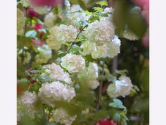 -双季花艺园艺市场(浦东店)