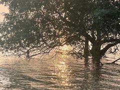 -宝安西湾红树林湿地公园