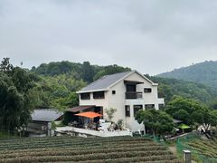 -龙井村