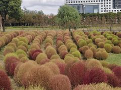 -春花秋色城市公园