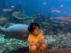 景观位-海棠湾洲际-涛·海底餐厅·美人鱼·自助餐·海底隧道