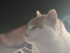 -望湖烤鱼