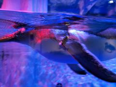 -芜湖新华联大白鲸海洋公园