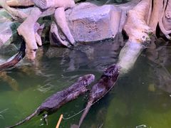 -正佳雨林生态植物园