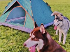 -天使宠物医院·犬猫分诊(彩虹店)