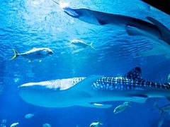 -烟台海昌鲸鲨海洋公园