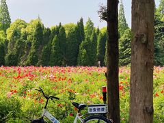 -上海滨江森林公园