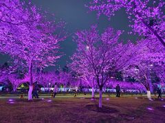 -西北湖绿化广场