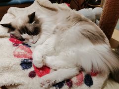 -滚猫咖啡·猫咖·猫友好撸猫(未来城店)