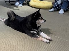 -逗柴咖啡屋·狗咖猫咖宠物桌游