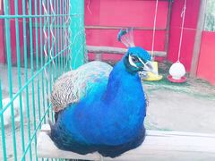 -明珠湖天鹅苑·农家菜馆