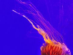 -上海海洋水族馆
