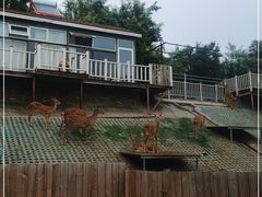 -北京鹿世界主题园