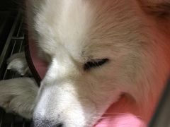 -暖阳宠物医院·犬猫康复中心·骨科