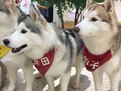 -Husky Go!哈士奇体验馆·宠物咖啡厅狗咖
