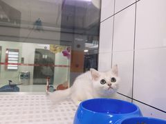 -1013 PET SHOP精品宠物商店(丁香店)