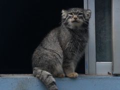 -青藏高原野生动物园