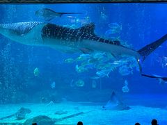 -烟台海昌鲸鲨海洋公园
