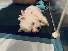 -翊宠yipet猫狗购宠庄园犬舍•猫舍