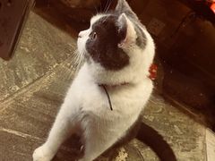 -猫咪博物馆(顶澳仔猫街店)