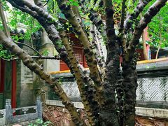-潭柘寺景区