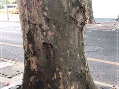 -牧羊餐厅