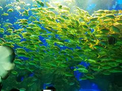 -芜湖新华联大白鲸海洋公园