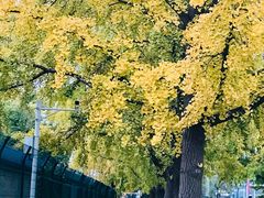 -三里屯东五街银杏大道