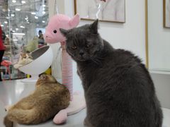 -糯米喵星人·撸猫猫舍咖啡馆(西市场嘉华店)