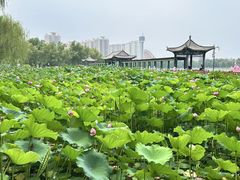 -莲花池公园