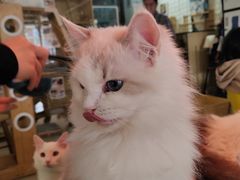 -平行世界·猫咖(首经贸店)