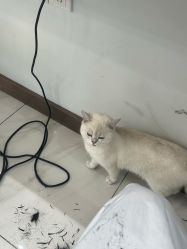 -镁连社·美联社