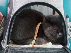 -北京观赏动物医院·24小时大型综合·猫专科·异宠专科