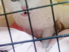 -伟伟宠物医院·瑞派猫友好医院·猫科(光谷店)