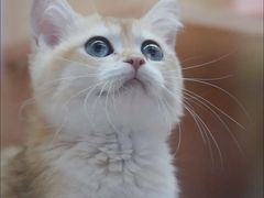 -山宅一喵德文卷毛猫舍