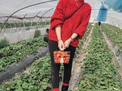 -喜杨洋草莓采摘园