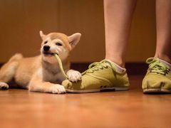 -崇明金茂凯悦酒店.宴会厅