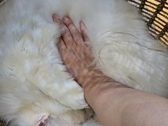 -藏猫猫咖啡主题馆(中央大道店)