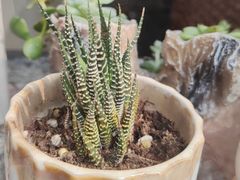 -川匠·睡眠采耳·SPA(九眼桥店)