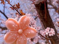 -桃花堤公园